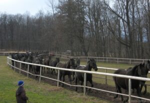 Městská policie Pardubice koupila dva mladé koně z hřebčína